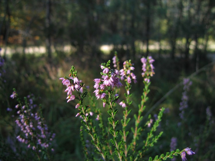 Calluna vulgaris